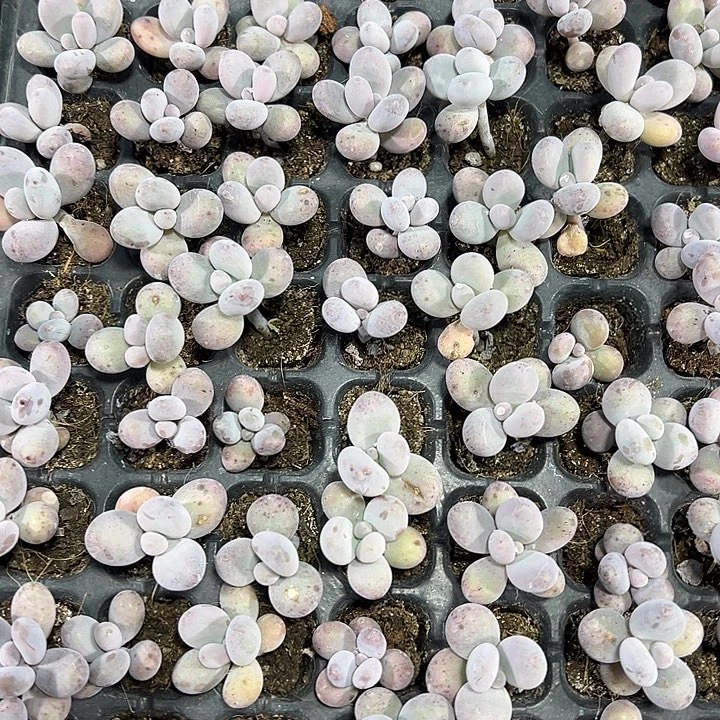 原始奶 满10颗包邮