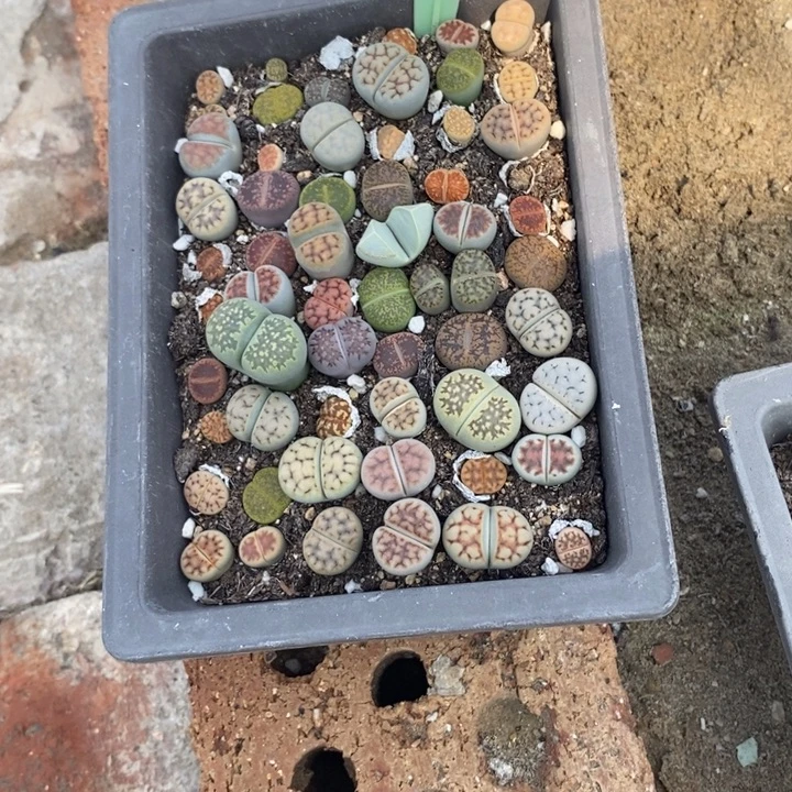 又***技生石花的季节是最697