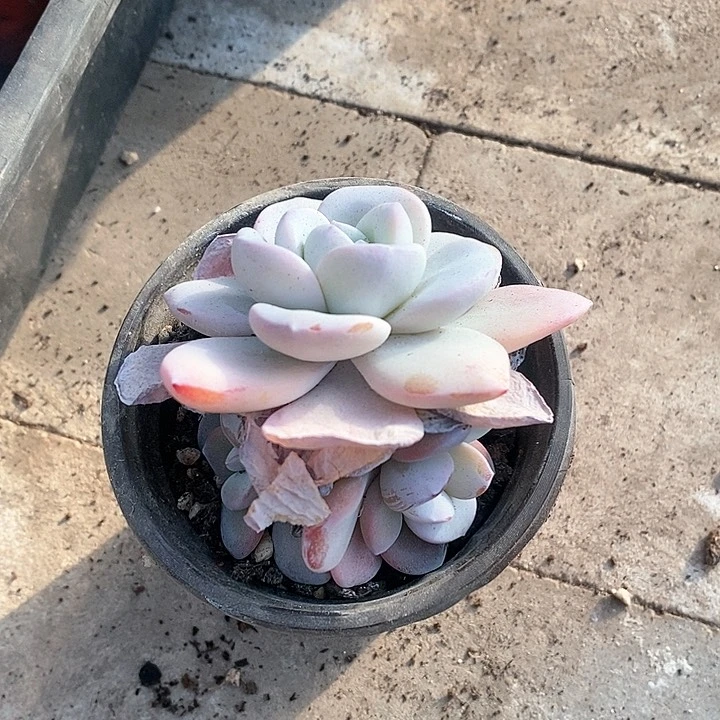 ?****?直播间一颗三头雪莲
