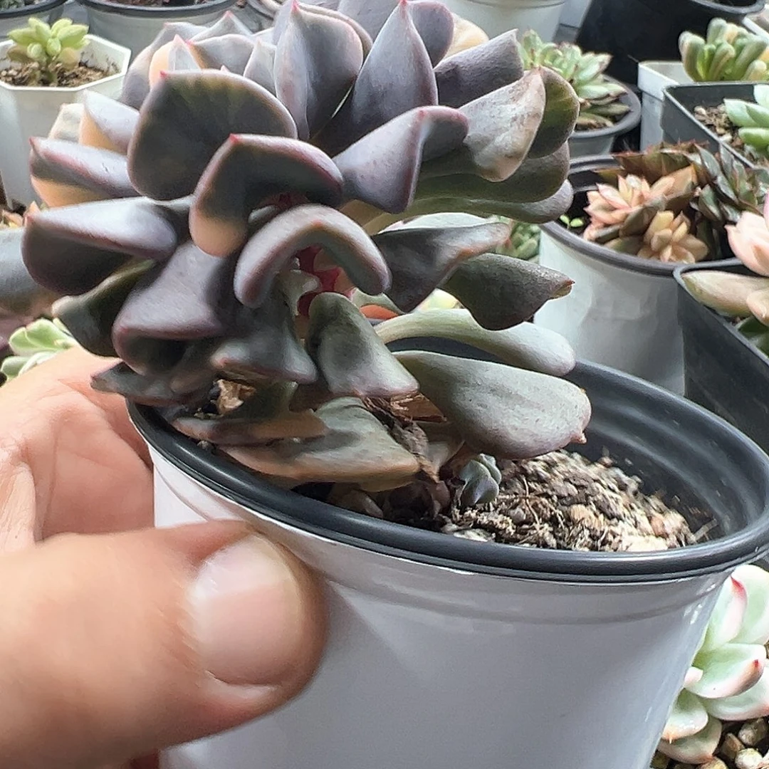 雪精灵锦 小方花圃一物一拍