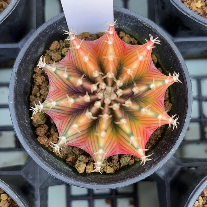 超***铁639-0620肋骨现货多肉