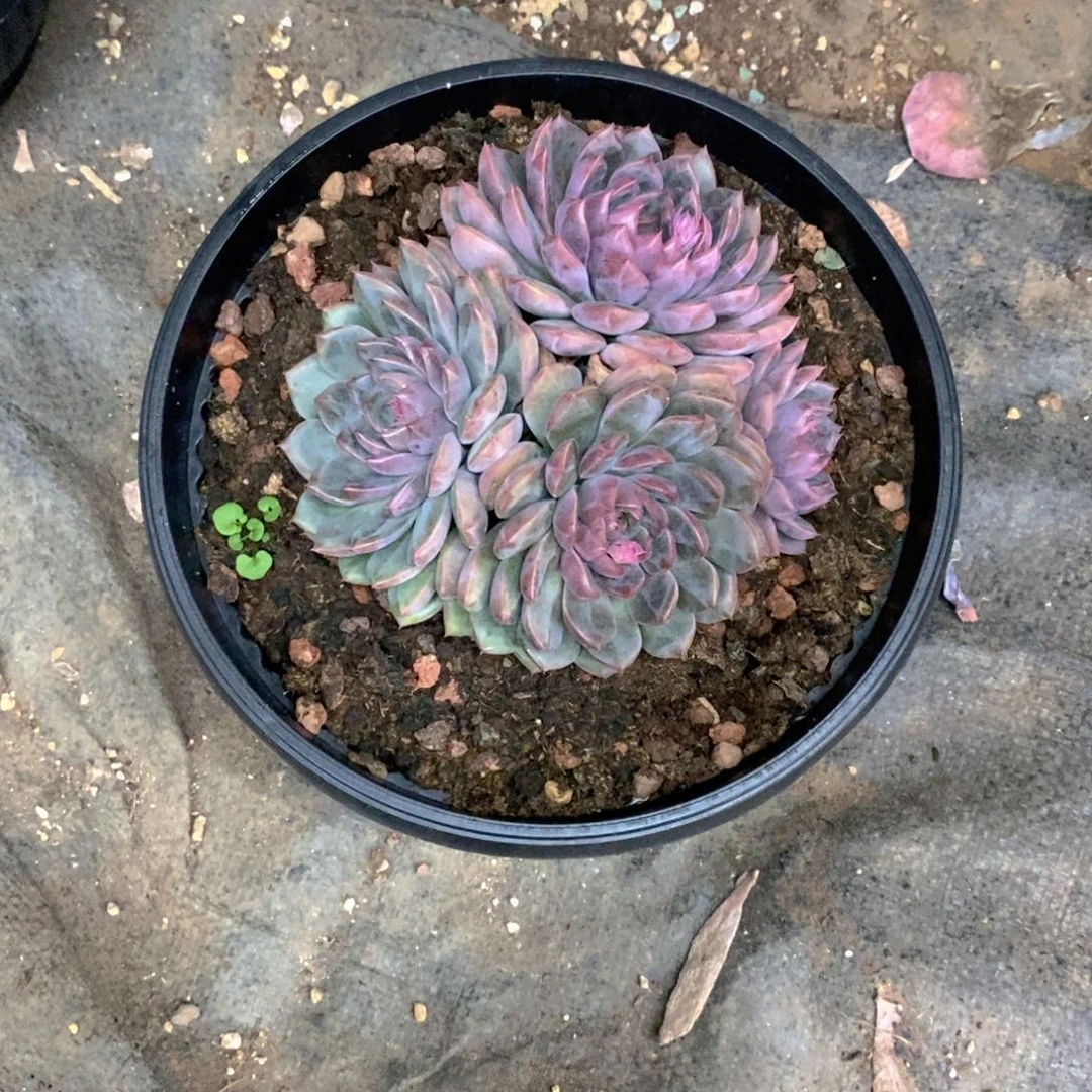 冬***华黑曼巴群多肉植物