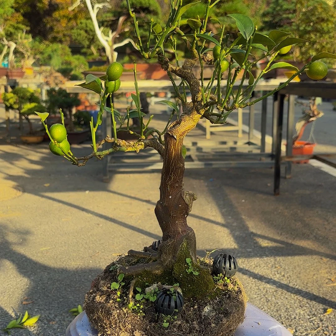 完全开放橘子盆景造型盆栽花卉