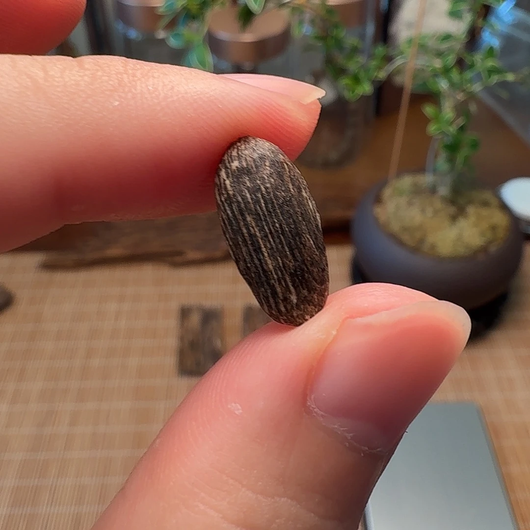 沉香惠东棋韵瓜子