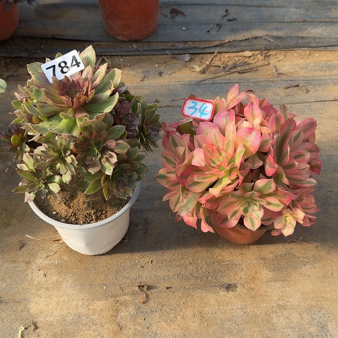 法师 2个34号784号