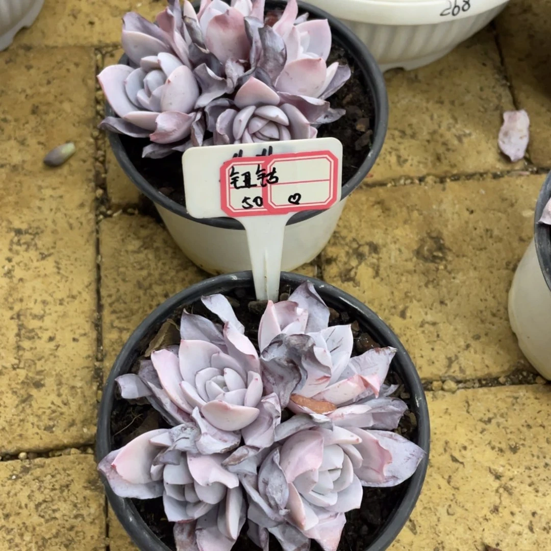 钮***橙钮钴50、