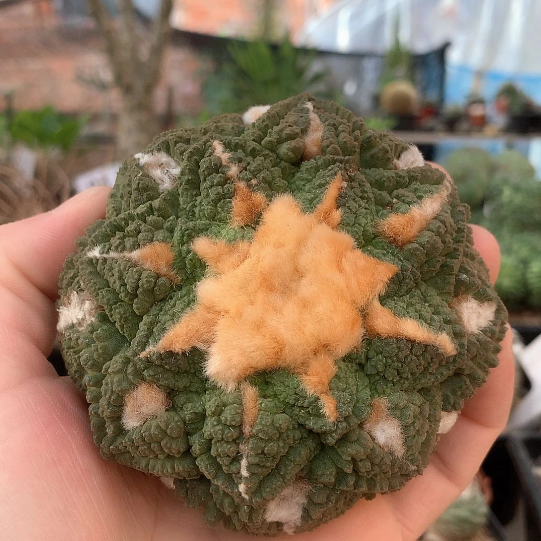 彤*爸龟甲牡丹没根