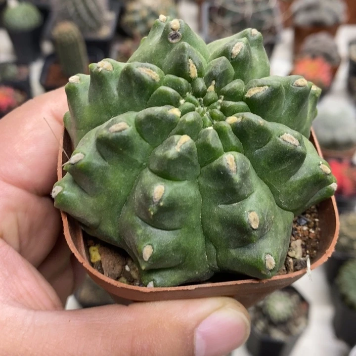 龟甲牡丹特价福利