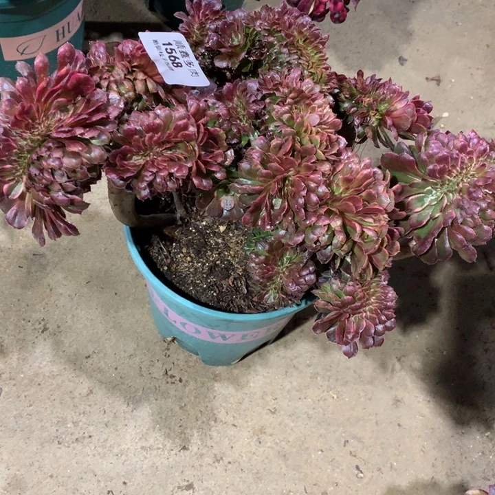 半**过1568墨亚缀多肉植物