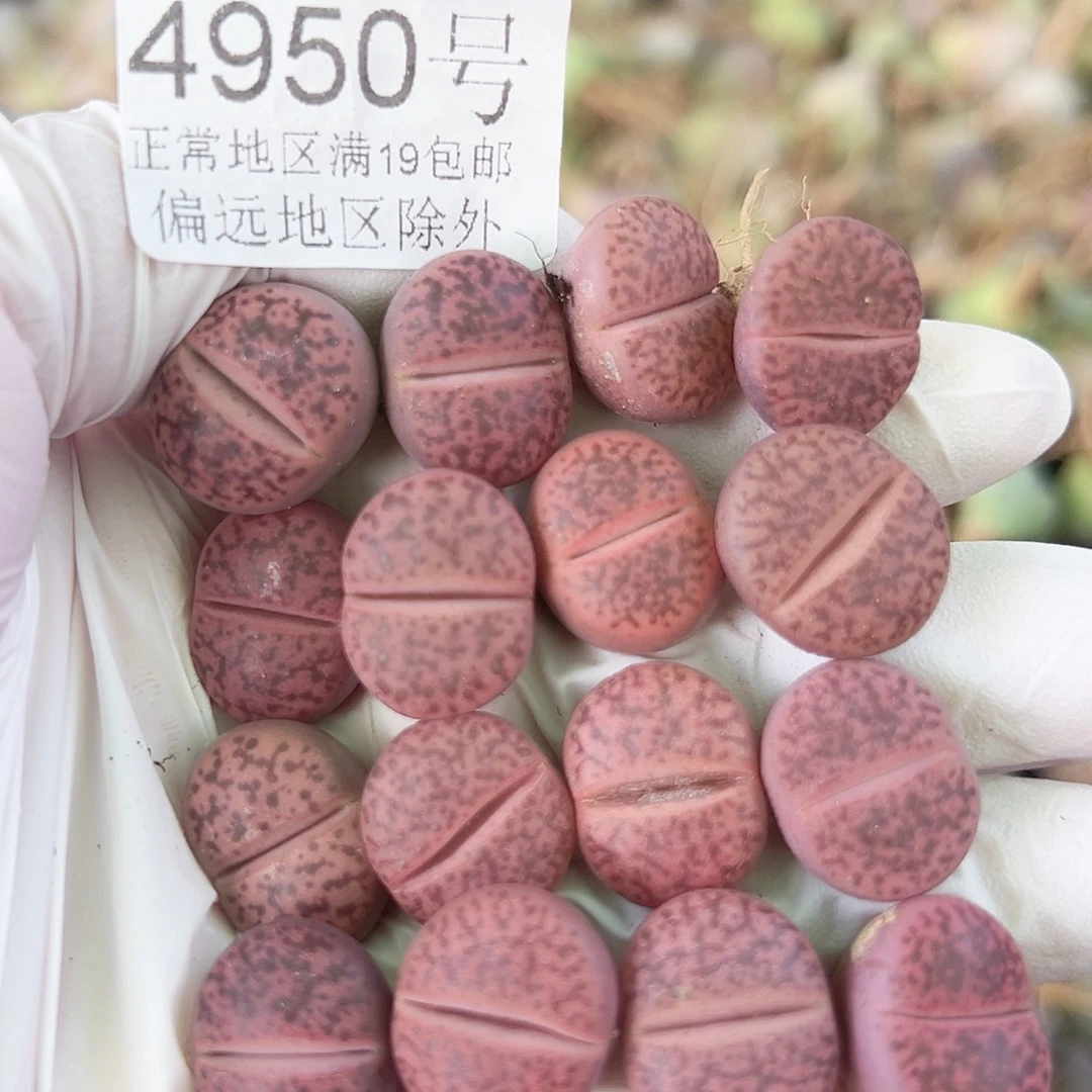4950 好养易活生石花大母本16个1.5cm左右比较小特价处理
