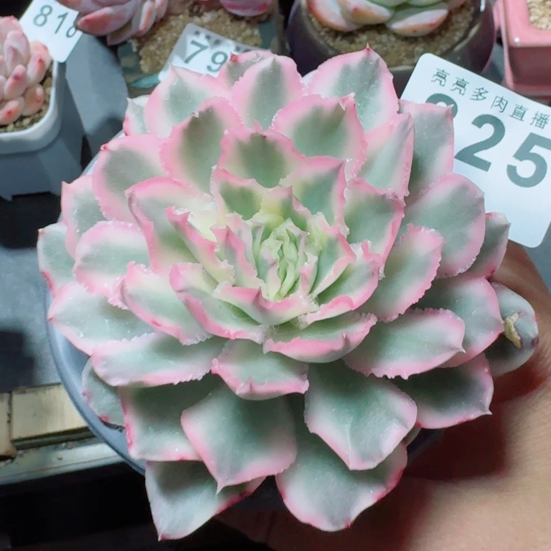 紫蝴蝶锦      愿你一路坦途，乘风破浪展宏图