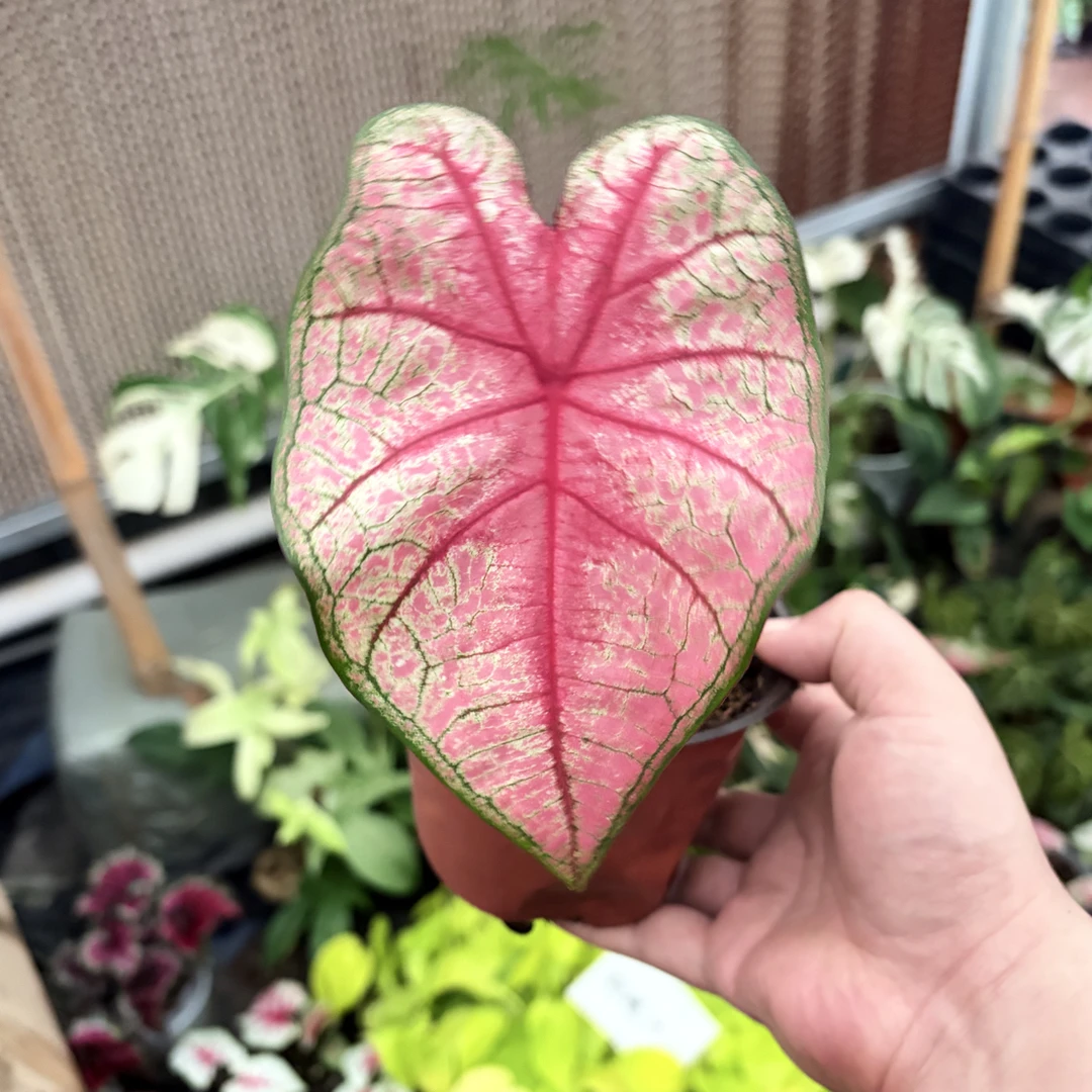 【辐射彩叶芋】室内观叶植物网红ins风懒人绿植