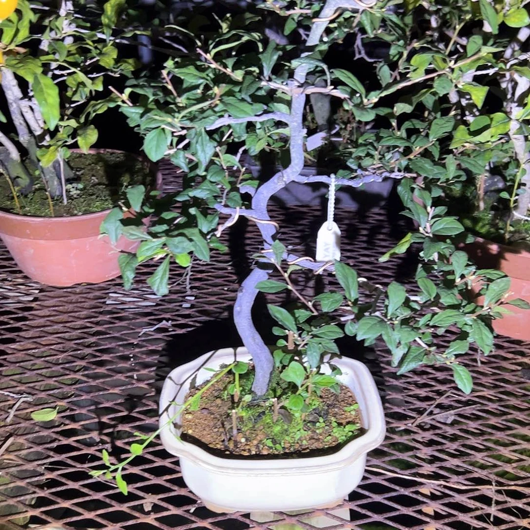 无花朵盆景不包邮98189