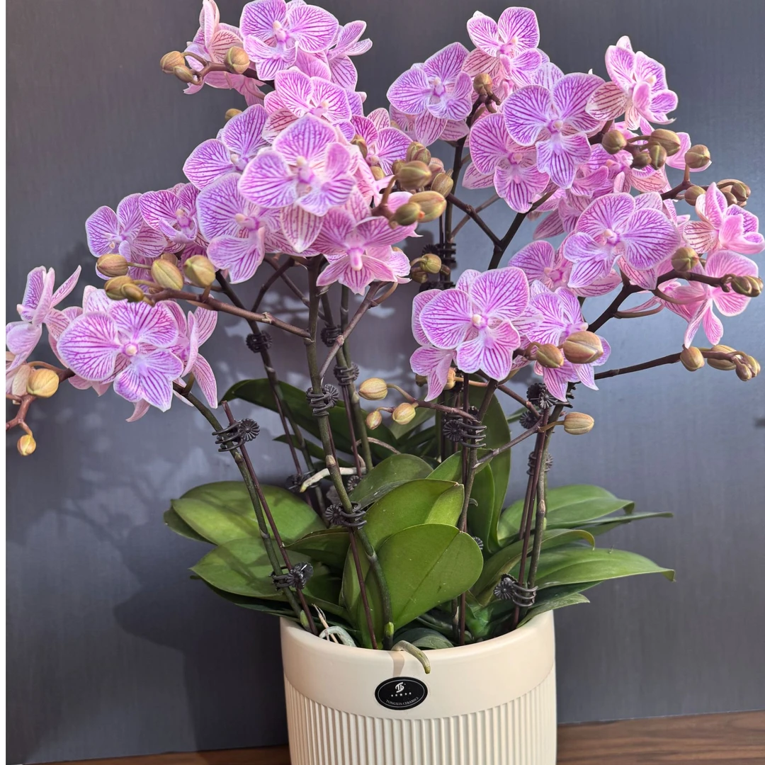 蝴蝶兰【樱花公主】盆栽花卉观花植物室内好养易活四季开花
