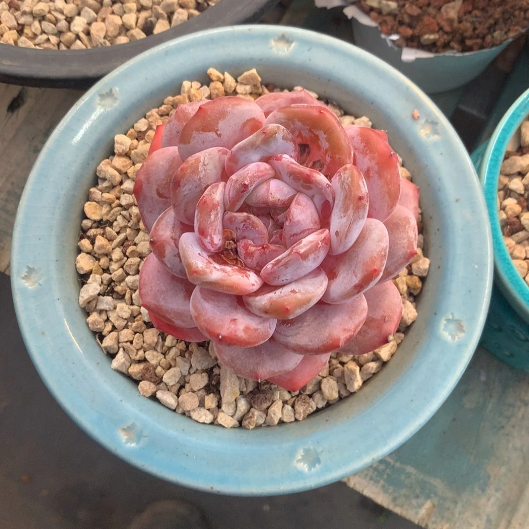 石榴籽单头花花花