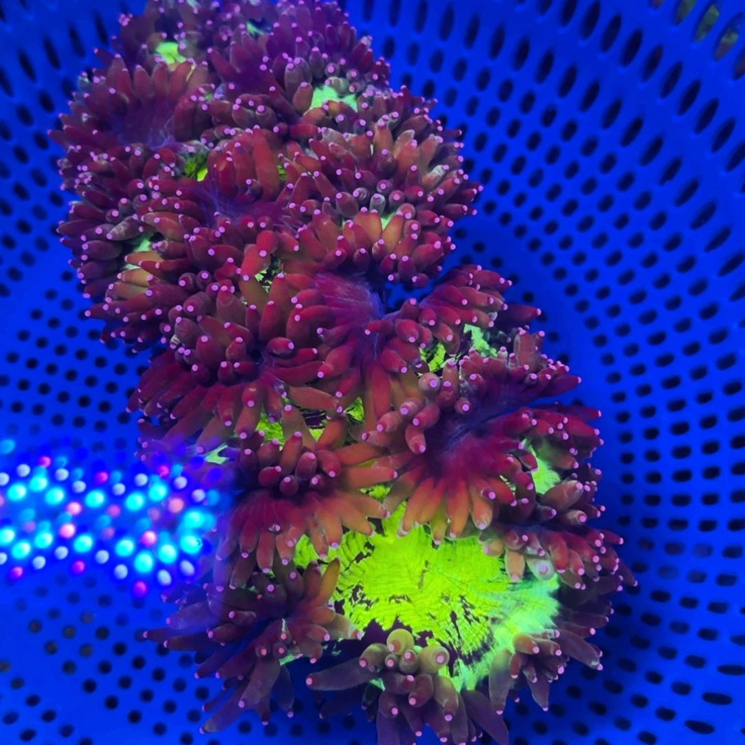 纽扣珊瑚精品珊瑚海葵