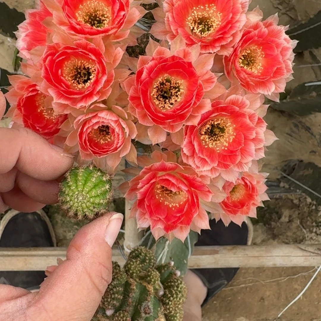 328丽花Rw 2歪无根侧牙很小2公分左右，20包邮