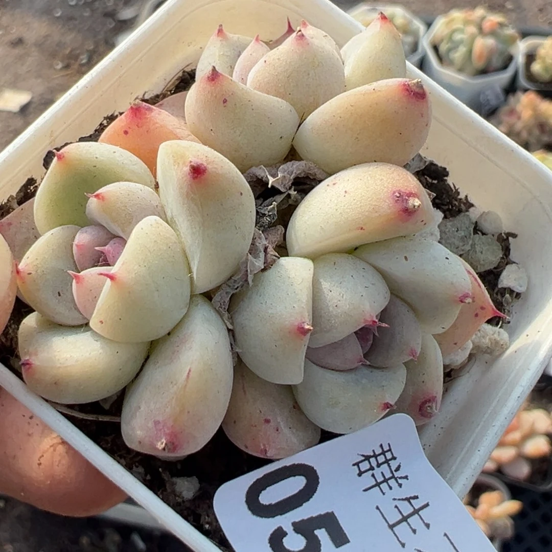 小卡拉米糖心一物一拍5-69