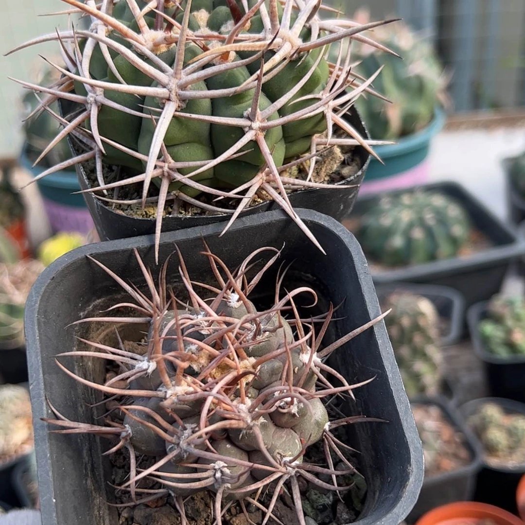 【闪购商品】实生仙人球