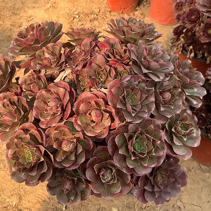 多肉植物魅金29号