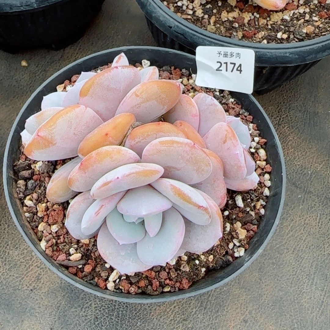 奶茶无砍，2174多肉植物
