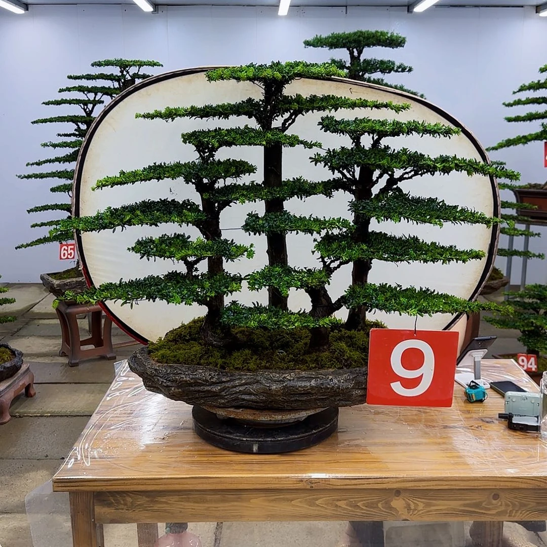 无花朵盆景直播间一物一拍