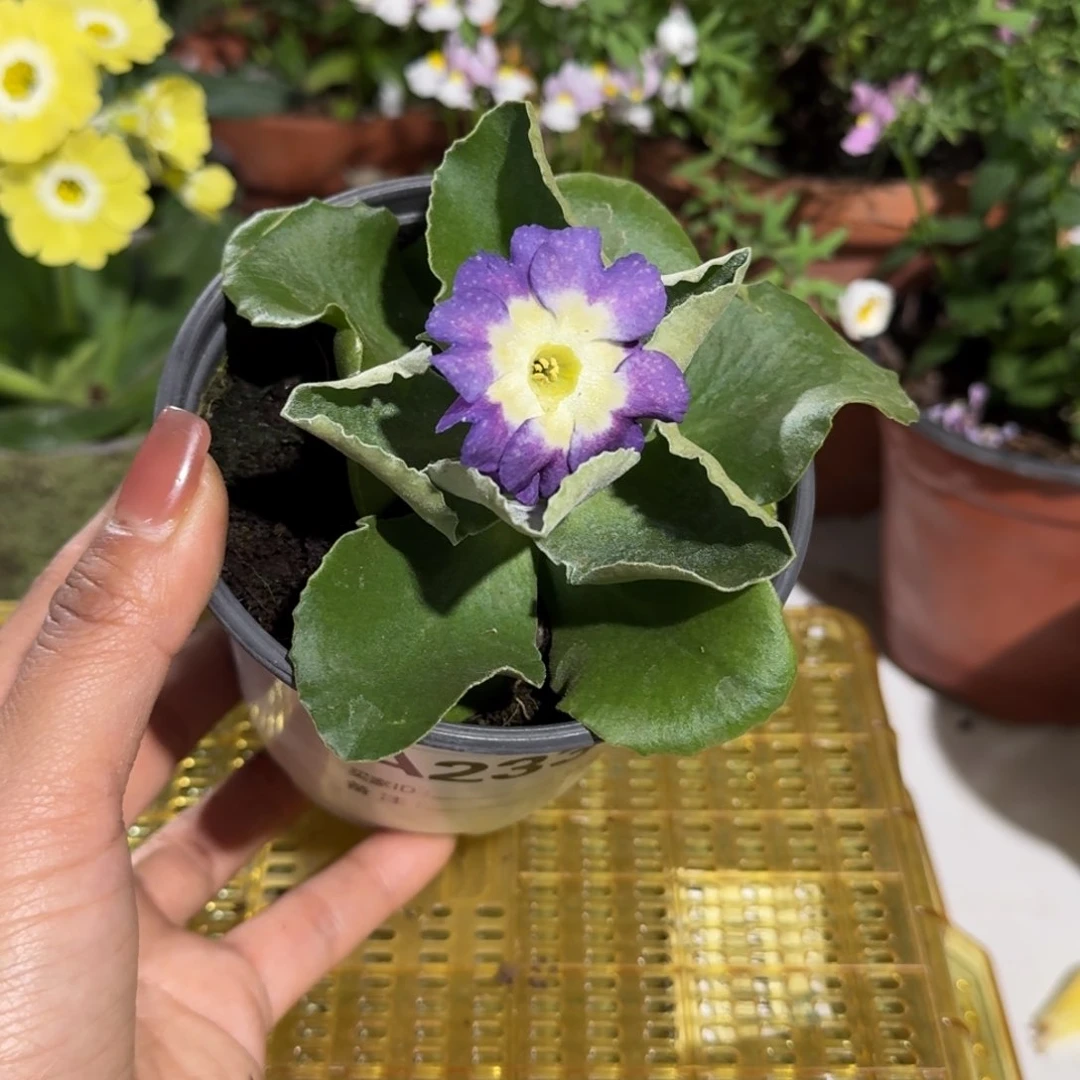 一物一拍耳叶报春A233