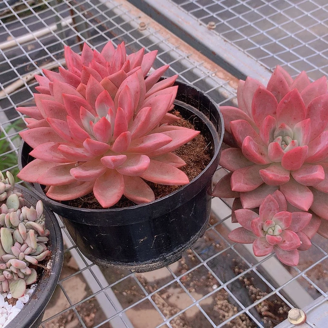 赫菲虞双头35688999900