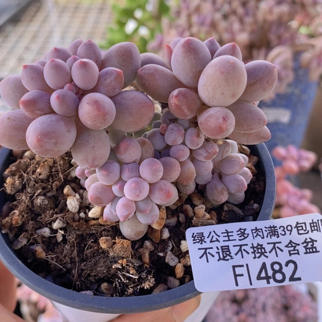 手指奶6cm482多肉植物