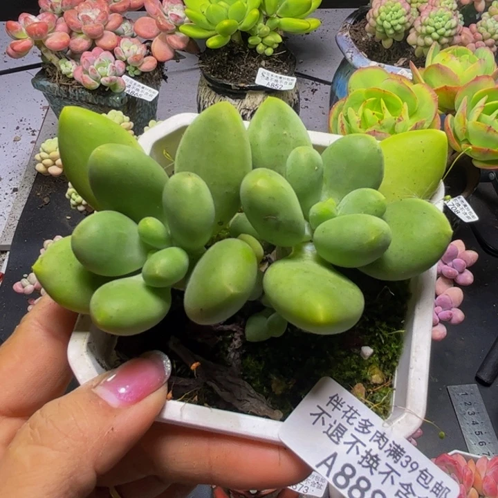 芒果奶酪888/8cm多肉
