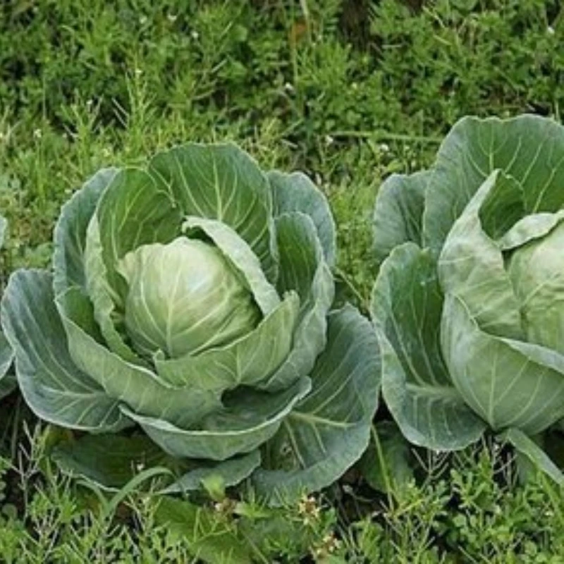 【小鑫】 农家特产代收山货包菜