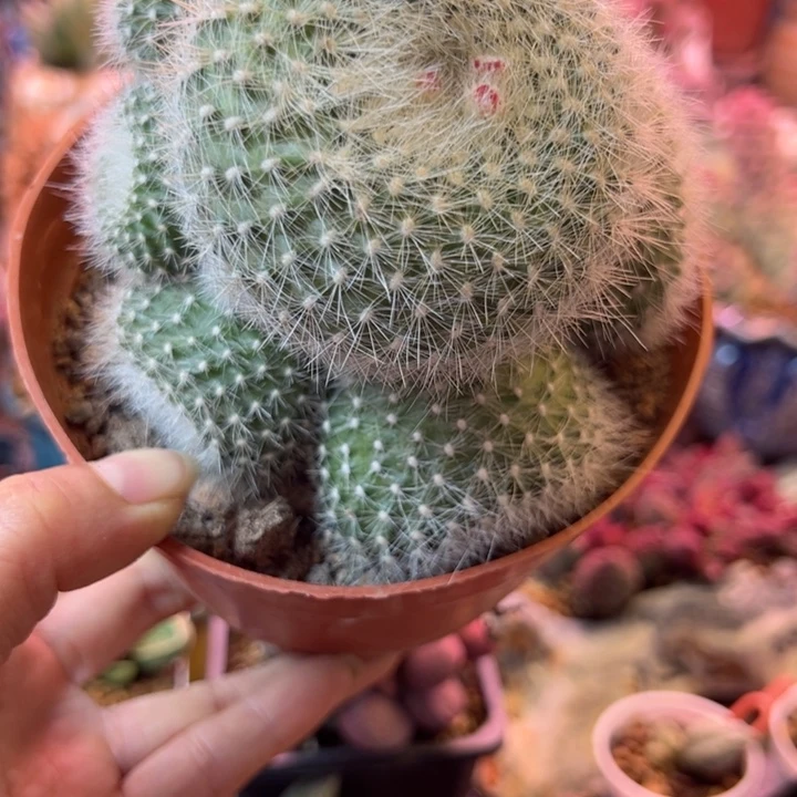 可以吗你说你不知道