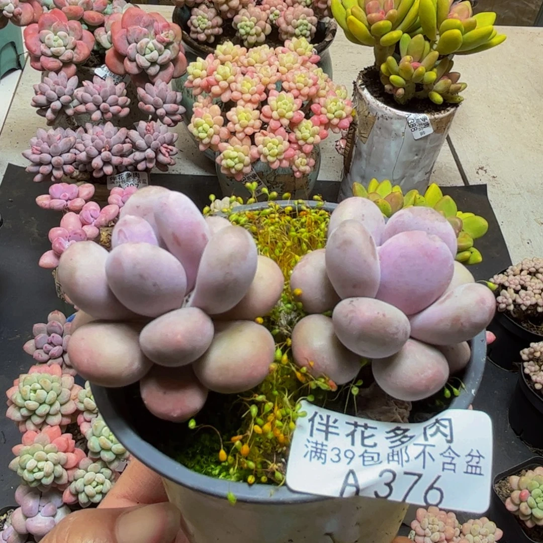 376蛋黄奶6cm多肉