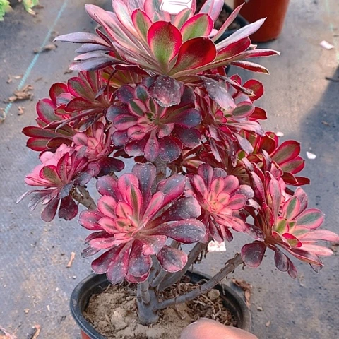 李*四122香奈多肉植物