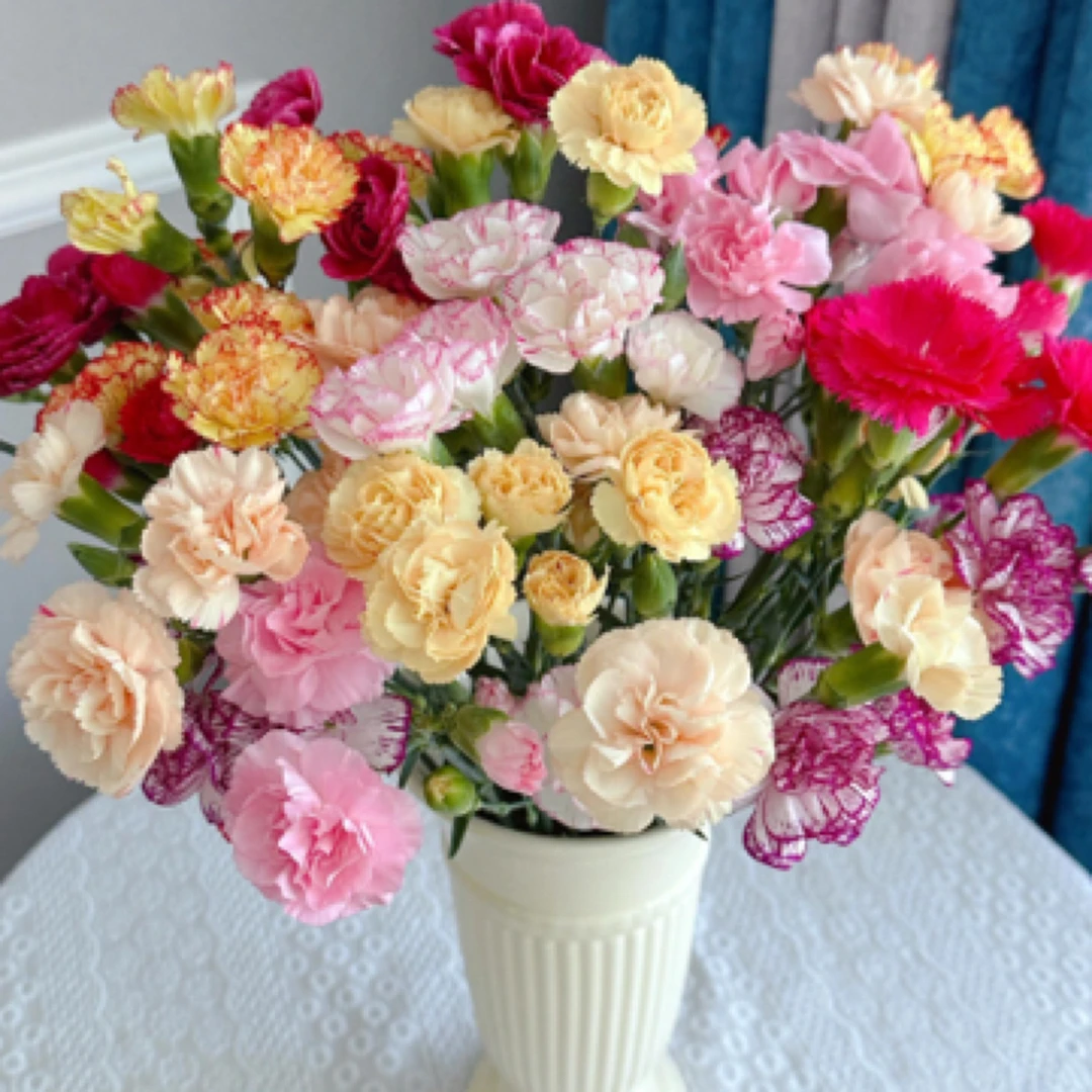多头康乃馨十支（颜色随机发）今天发明天到