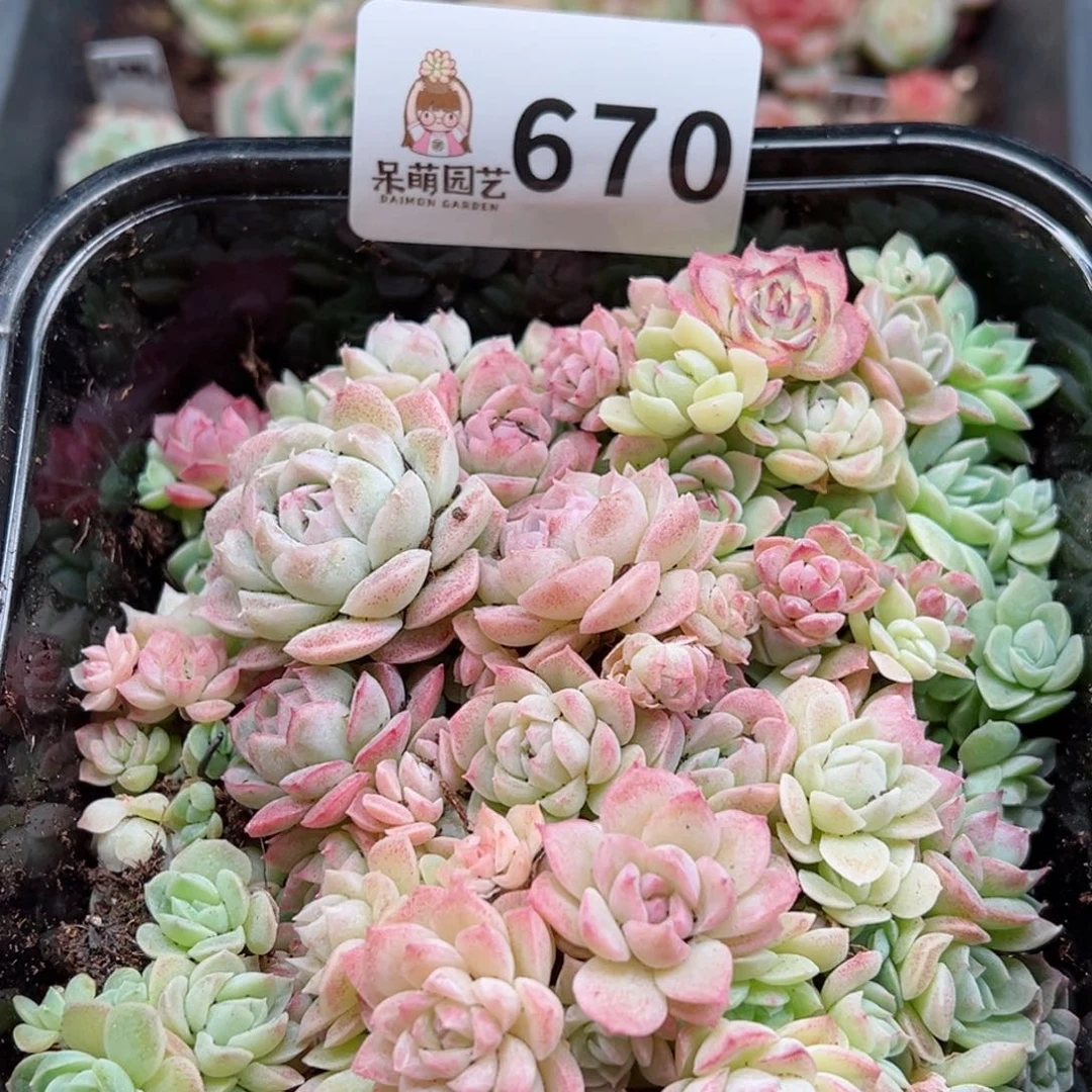 多肉植物多肉植物