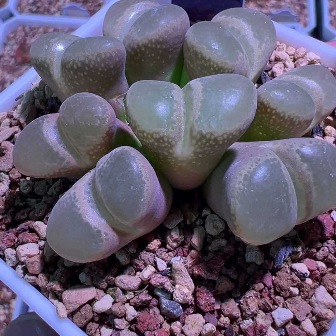 ?****?可乐专属福利，肉锥植物