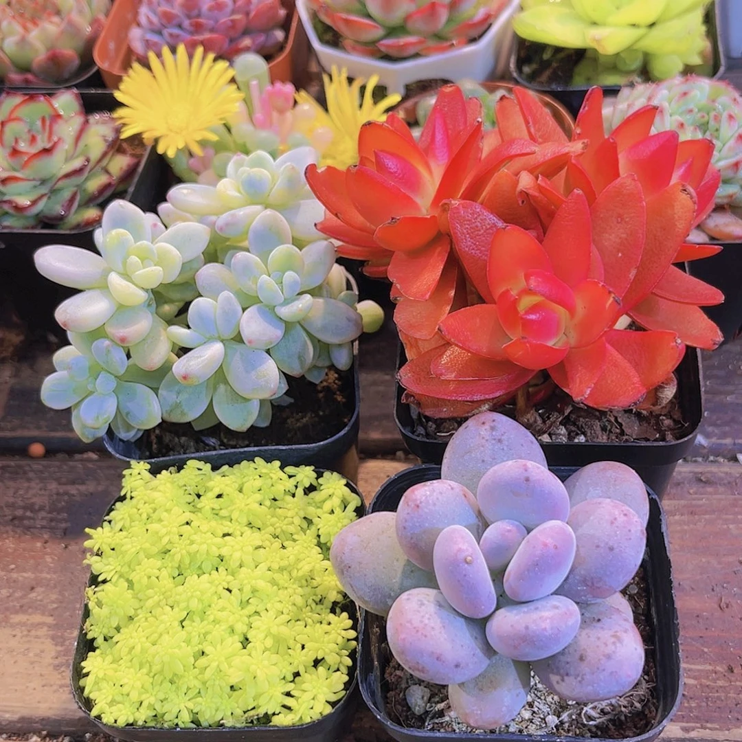 如图4盆1111111111111111111