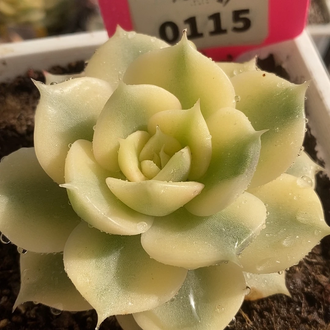 115贝加尔湖哈哈哈哈说