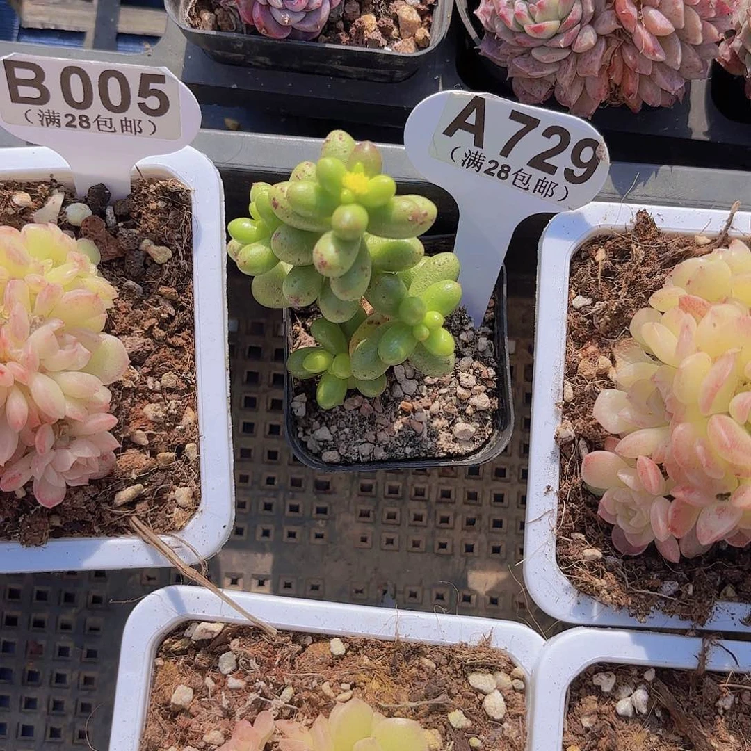 A729绿龟卵一物一拍