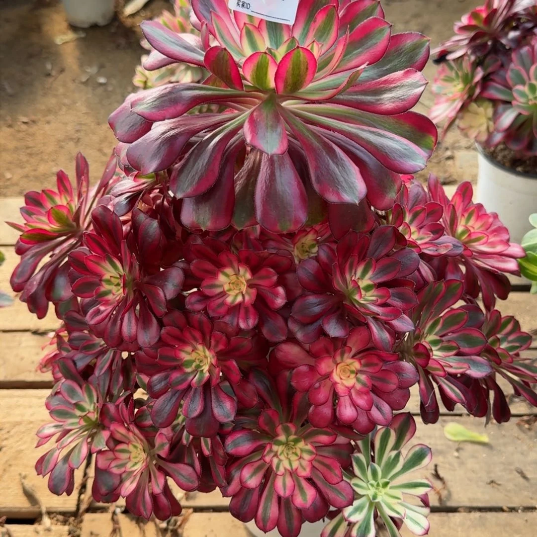 【闪购商品】967多肉