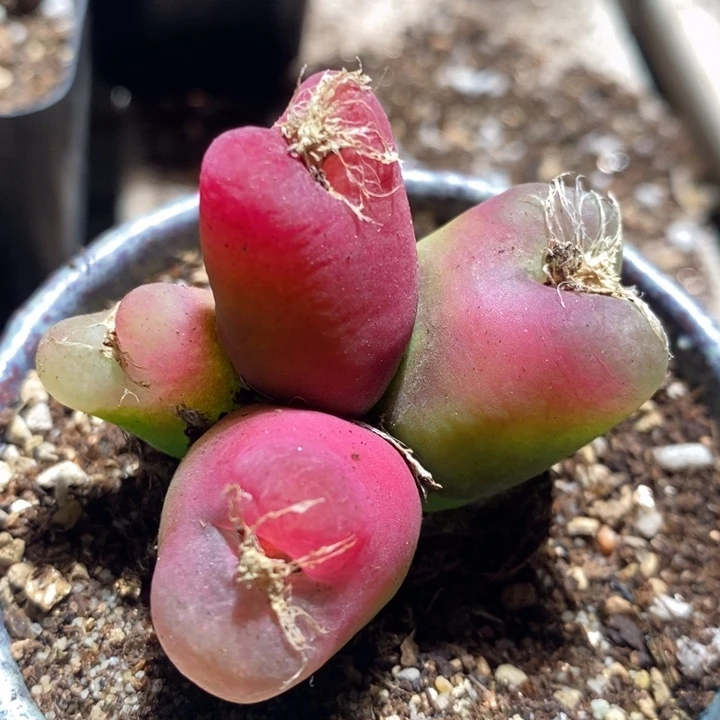 26289一个一个一个