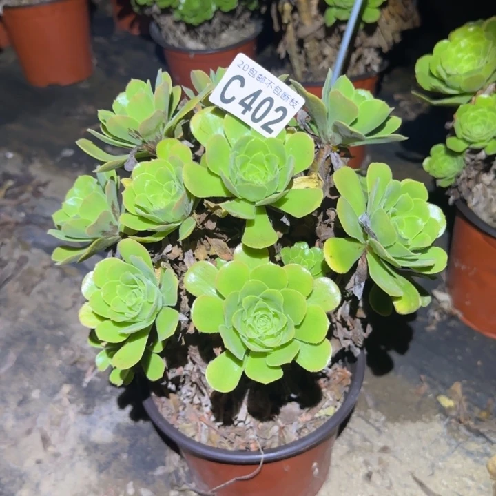 绿羊绒……多肉植物的