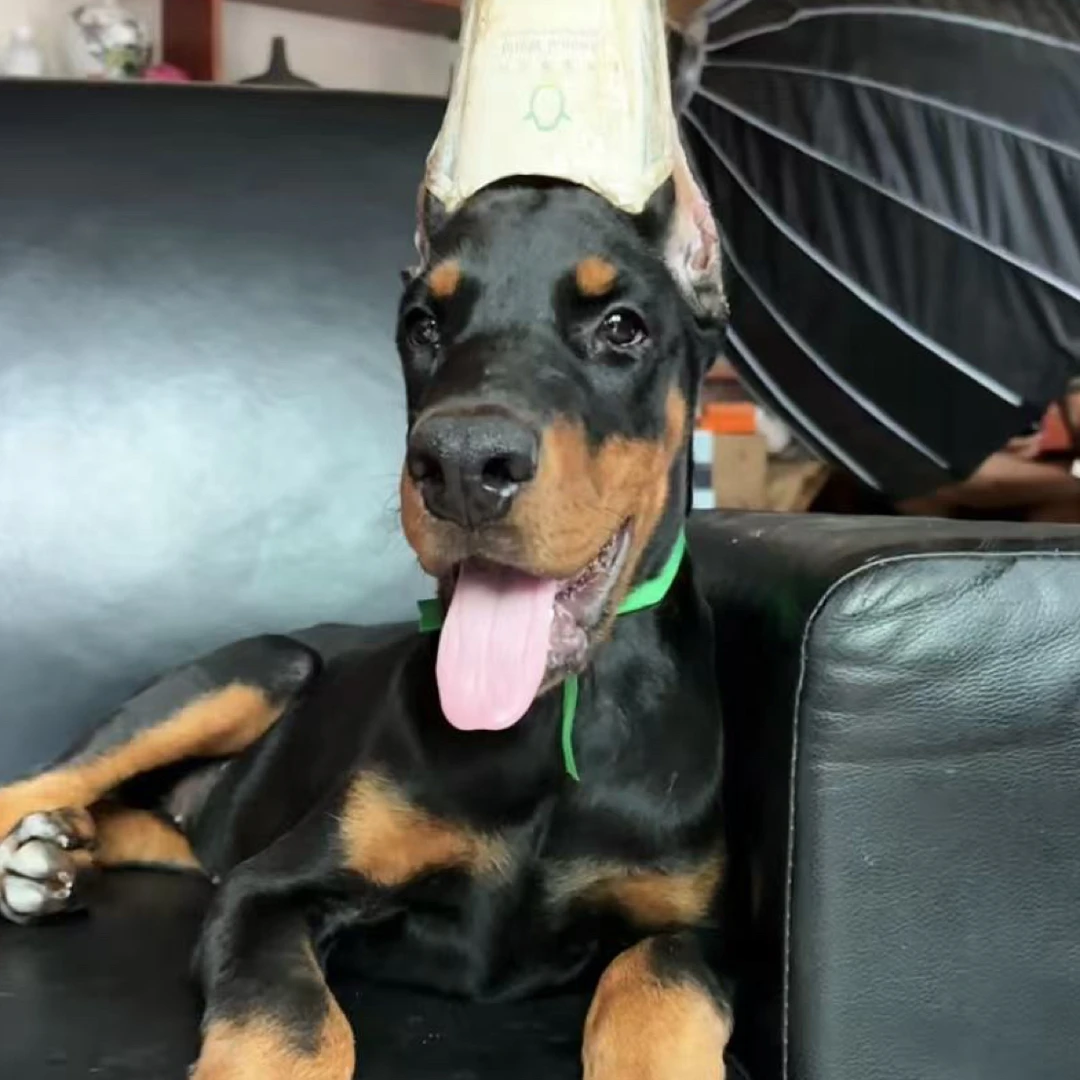 双血统德系杜宾母犬