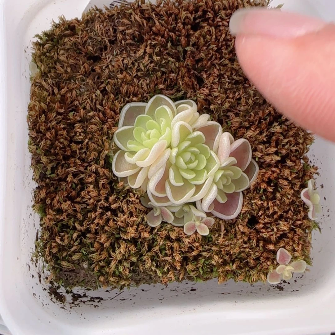 花语多肉1212-82爱丽丝