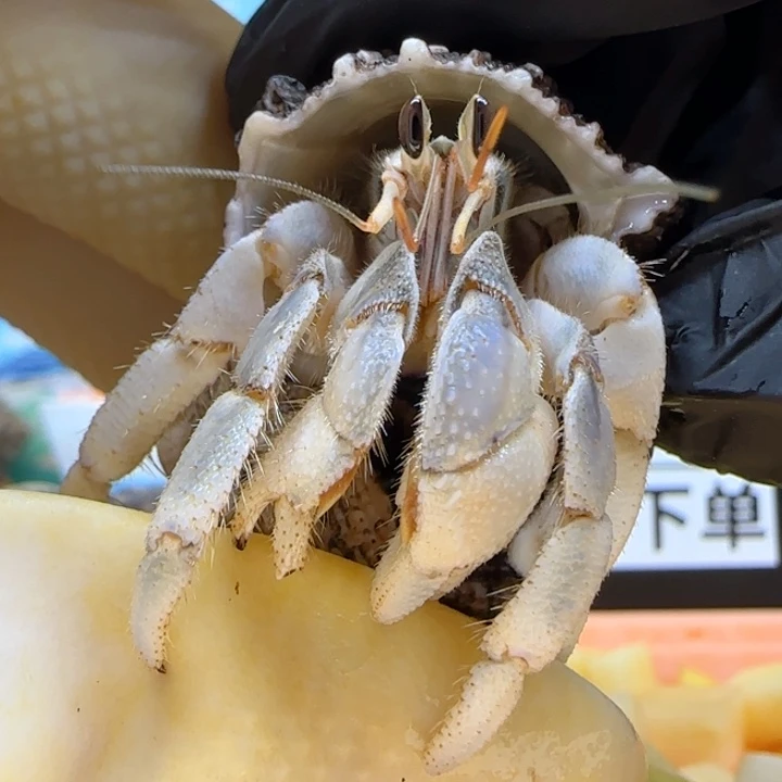 A25浅蓝 西沙1.7cm口径