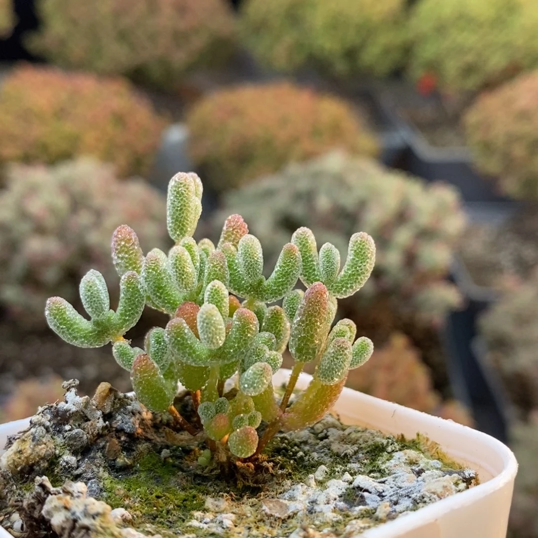 真****啊实生冰晶1101枝干番杏