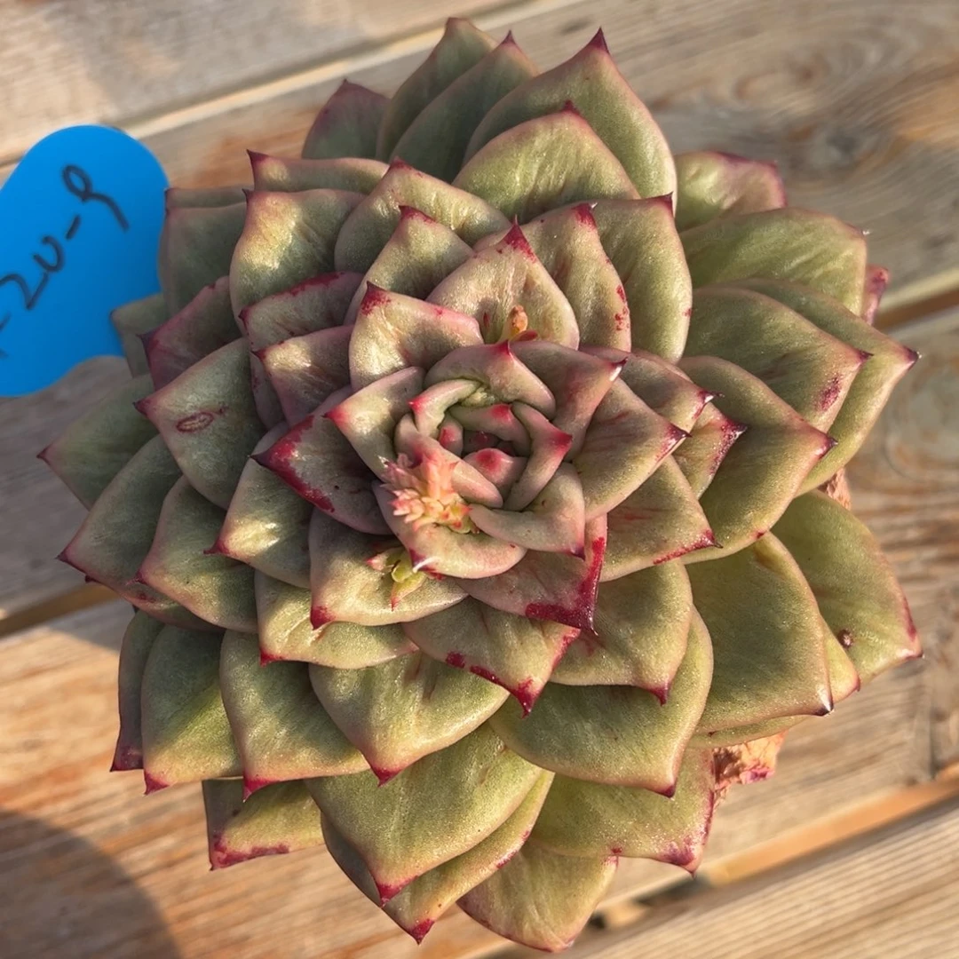 1-20-9蔷薇锦多肉植物