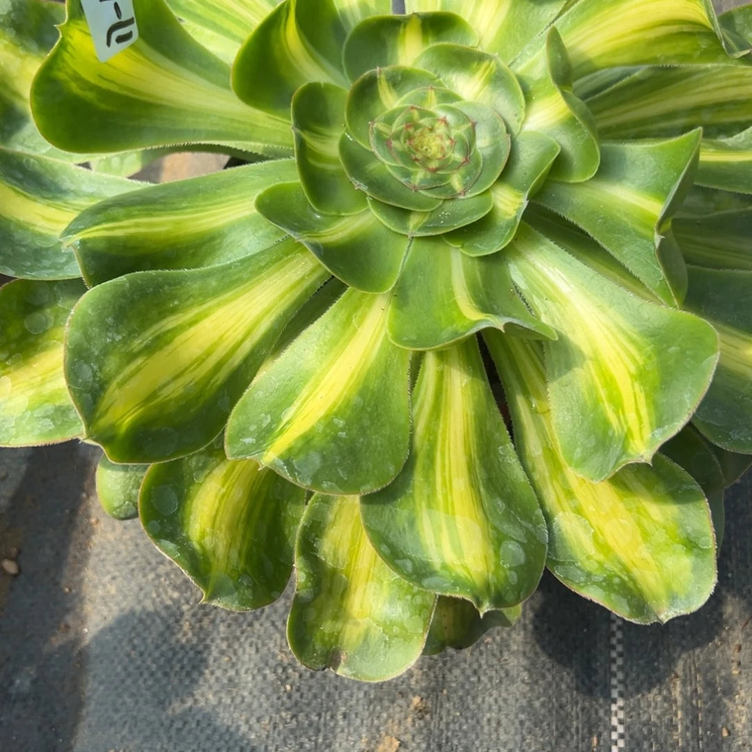 163暴君多肉植物一