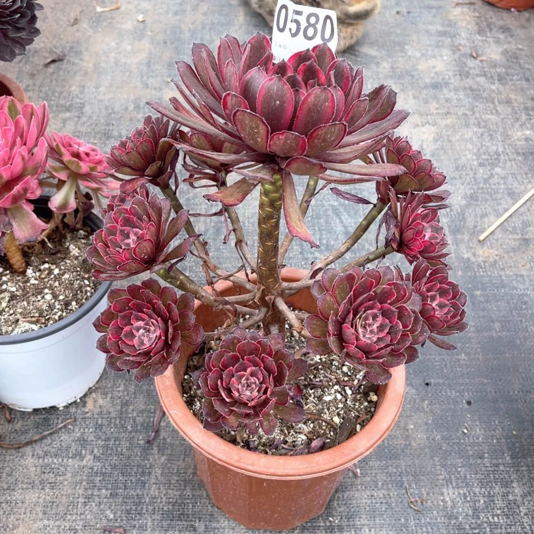 紫霞仙子8580带土发货